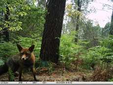 Zorro captado mediante fototrampeo en la comarca del Baixo Miño (Pontevedra) la pasada primavera.