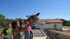 Momento de la liberación al medio natural, por su propia madrina, de un ratonero rehabilitado (foto: Grefa).