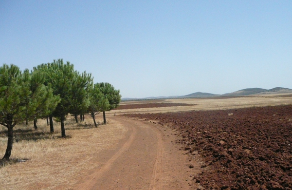 Plantación forestal joven de pino carrasco en un paisaje agrícola del Campo de Montiel (Ciudad Real) con predominio de cultivos herbáceos y pastos (foto: Juan S. Sánchez-Oliver).