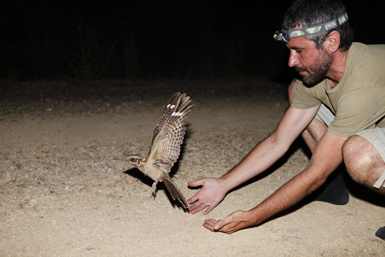 Un ejemplar adulto de chotacabras cuellirrojo es devuelto al medio natural en Doñana, tras ser marcado con un emisor para su seguimiento científico (foto: Ale Ochoa).