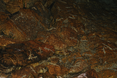 La ausencia de depredadores y competidores, junto con la existencia de un hábitat rocoso de escasa profundidad y unas condiciones térmicas favorables, hacen que algunas poblaciones lacustres de tritón pirenaico alcancen densidades impresionantes (foto: Félix Amat).