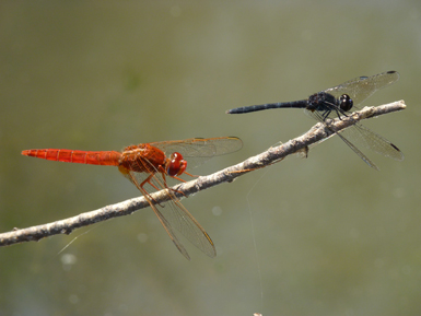 Machos de Diplacodes lefebvrii (derecha) y Crocothemis erythraea en la laguna del Taraje (Córdoba). Ambas libélulas son de origen africano, pero actualmente C. erythraea se encuentra más ampliamente extendida por la península Ibérica (foto: Francisco J. Cano).