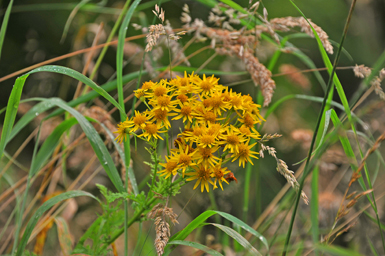 Las flores de la hierba de Santiago (Senecio jacobaea) son tan productivas que una sola planta es capaz de generar más de 10.000 semillas.