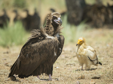 Buitre negro y alimoche, dos de las especies de buitres presentes en Europa (foto: Ramón Elósegui).