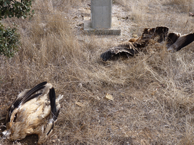 Dos pollos de águila imperial yacen electrocutados bajo el poste de un tendido eléctrico del término municipal de Torre de Juan Abad (Ciudad Real). Foto: José Guzmán.