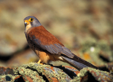 Un ejemplar macho de cernícalo primilla posado sobre un tejado (foto: Gabriel Sierra / SEO BirdLife).