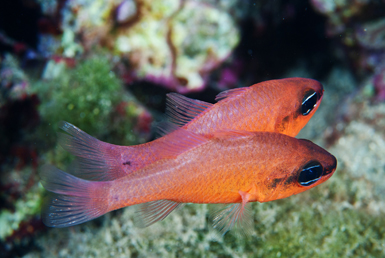 Una pareja de reyezuelos o salmonetes reales (Apogon imberbis) nada en paralelo durante el ritual de cortejo. Foto: F. Javier Murcia.