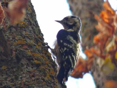 Hembra de pico menor (Dendrocopos minor) localizada en la Casa de Campo, un parque periurbano madrileño, después de varios años sin citas de la especie (foto: Hugo Sánchez Mateos). 