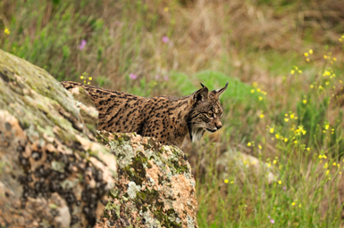 Un ejemplar adulto de lince ibérico fotografiado en su hábitat natural de la sierra de Andújar (Jaén) observa tras una roca (foto: Jesús Rodríguez Osorio).