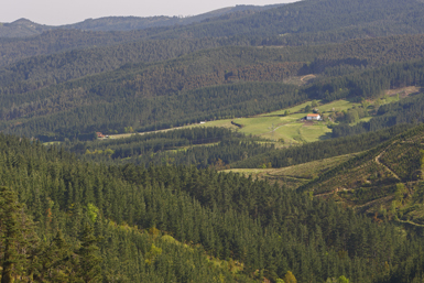 Cultivos forestales, sobre todo de pino de Monterrey (Pinus radiata), en la Reserva de la Biosfera de Urdaibai (Vizcaya). Foto: Joseba del Villar / Fundación Lurgaia.