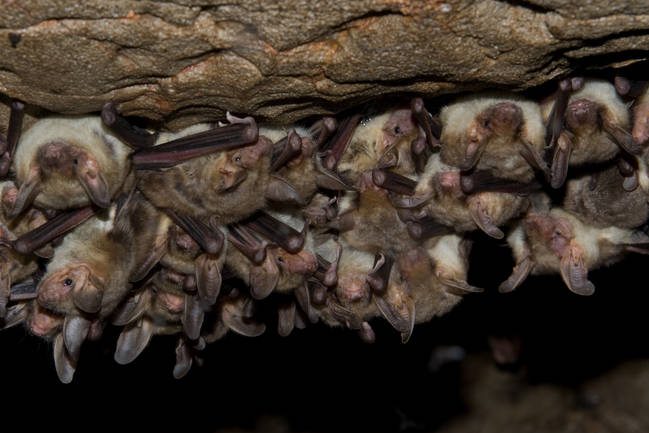 Agrupación de murciélagos ratoneros grandes (Myotis myotis). Foto: Luis Lorente.