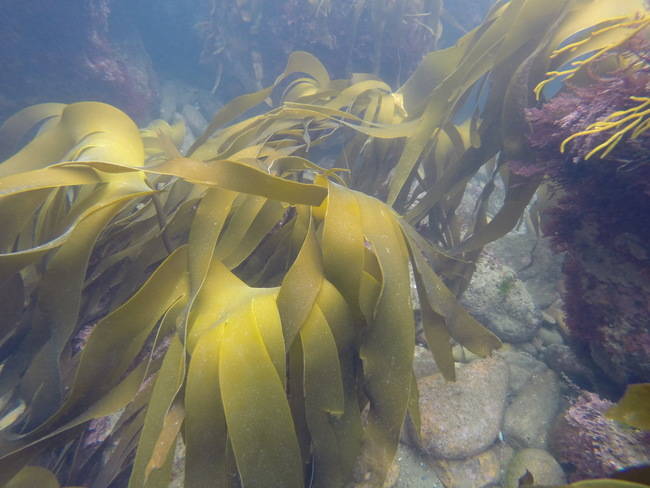 Frondes de Laminaria Ochroleuca en un bosque sublitoral (foto: C. Fernández).