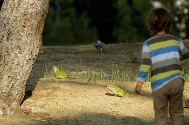 La cotorra gris de Argentina, un loro catalogado como invasor en nuestro país, es muy abundante en numerosos parques urbanos de varios estados miembros de la Unión Europea (foto: Javier Moranta).
