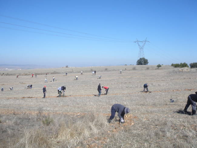 Voluntarios plantan sabinas en una parcela agroforestal de Monreal del Campo (Teruel) dedicada a cereal (foto: Raquel Sánchez Izquierdo y Julio Sánchez Plumed).