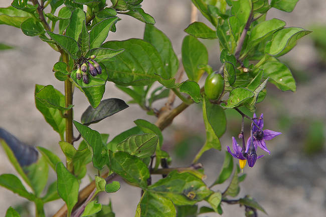 Todos los órganos de la dulcamara (Solanum dulcamara) son extremadamente tóxicos. Sólo los frutos maduros pueden ser ingeridos por las aves a cambio de convertirse en agentes diseminadores de sus semillas.