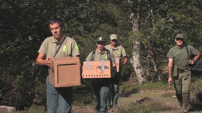 Traslado de tres hembras de urogallo cantábrico a la zona de suelta, en la parte leonesa de los Picos de Europa. (foto: Fernando Ballesteros).