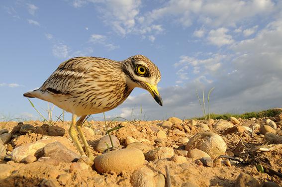 El alcaraván es una de las especies que se está beneficiando del proyecto “AgroSOStenible” (foto: Javier Alonso).