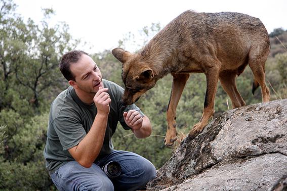 Pablo Montiel juega con un lobo en cautividad.