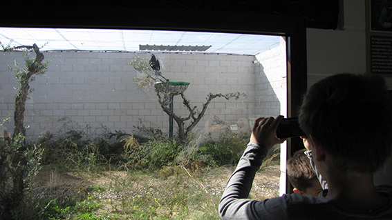 Un niño contempla un águila imperial en un centro de cría en cautividad (foto: Fundación Aquila).