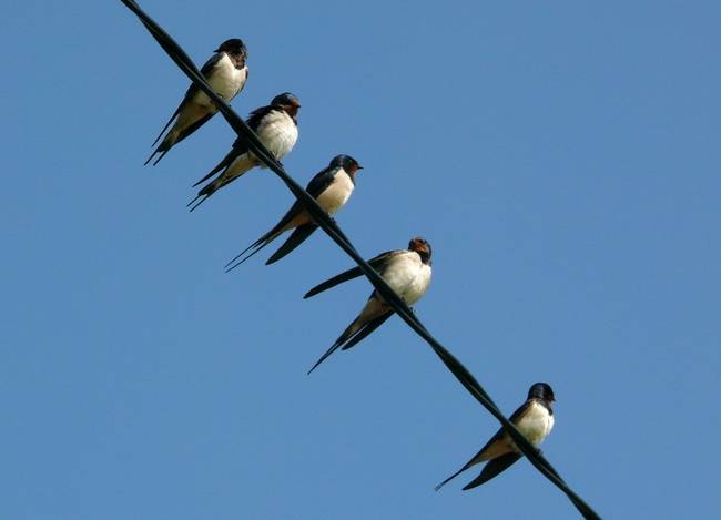 Varias golondrinas comunes reposan en un cable. Esta especie es una de las aves comunes cuyo declive más ha alarmado a los investigadores (foto: Manuel Quintana)