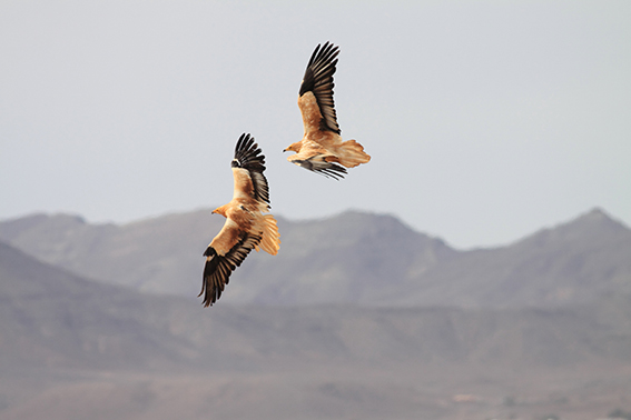 Pareja de alimoches adultos en Fuerteventura (foto: Julio Roldán).