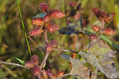 Con la llegada de los primeros fríos, la bardana o arrancamoños (Xanthium strumarium) agota sus últimos días de vida. Los frutos, sin embargo, quedan expuestos al paso de los animales y de este modo, enredados en su pelo, llegan a cubrir largas distancias.