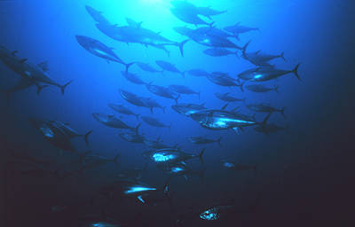 Grupo de atunes rojos en aguas mediterráneas (foto: FAO).
