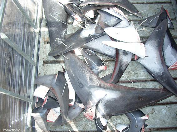 Aletas de varios tiburones cercenadas a raíz de la práctica del finning (foto: Oceana).