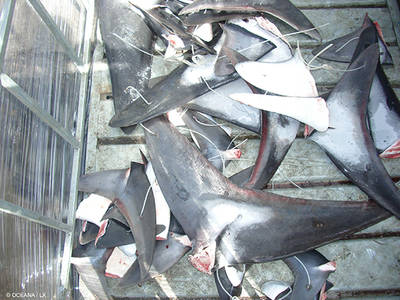 Aletas de varios tiburones cercenadas a raíz de la práctica del finning (foto: Oceana).