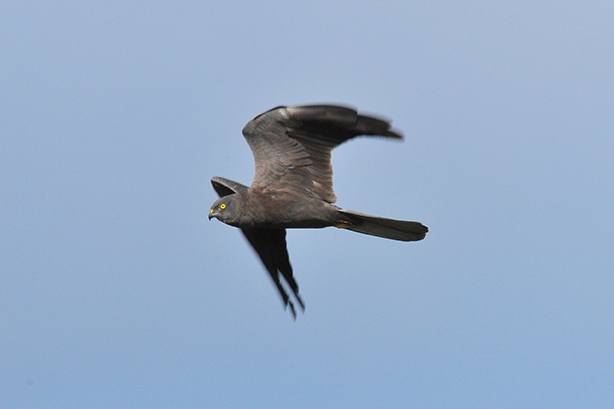 Ejemplar melánico de aguilucho cenizo, macho, perteneciente a la población gallega de esta especie (foto: Xabier Vázquez-Pumariño).
