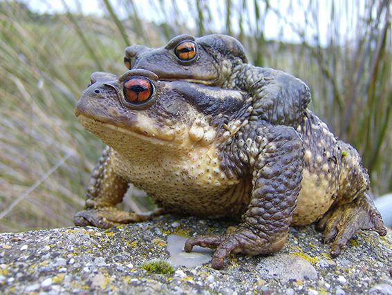 El sapo común es una de las especies más afectadas por la ranovirosis detectada en el norte de España (foto: Alberto Álvarez).