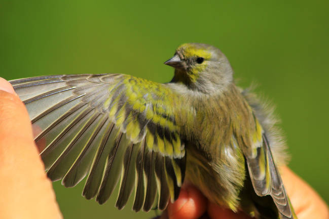 Ejemplar adulto de verderón serrano (Carduelis citrinella) capturado para anillamiento científico en la provincia de Sevilla (foto: Francisco Javier Pérez Mata / Destino Natural).