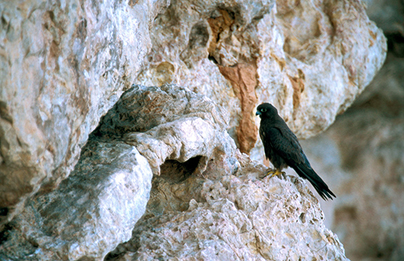 Halcón de Eleonor (Falco eleonorae) de morfo oscuro posado en un acantilado del Parque Nacional de Cabrera (foto: C. Pache / SPE Balears).