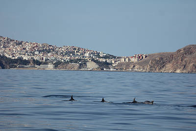 Grupo de delfines mulares (Tursiops truncatus) frente a la bahía y la ciudad de Alhucemas, en la costa norte marroquí (foto: CIRCE).