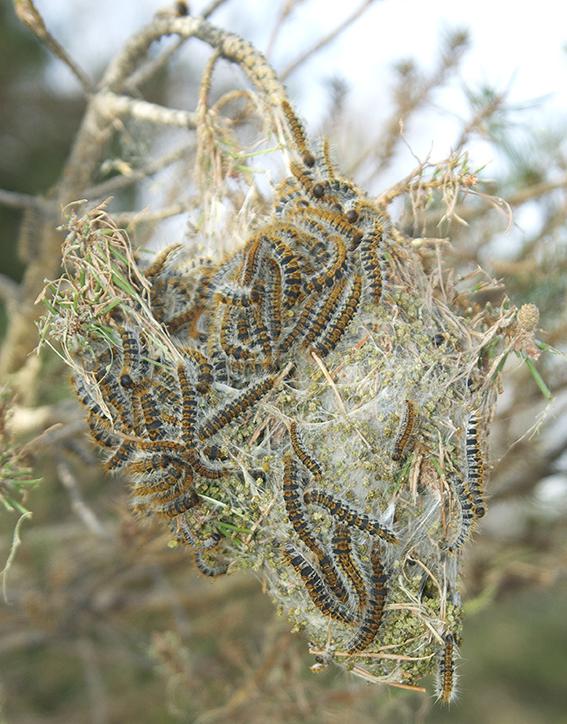 Larvas de procesionaria del pino a punto de abandonar su bolsón invernal en la rama de un pino (foto: J. A. Hódar).