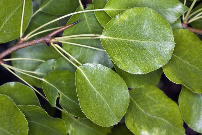 Hojas de peral silvestre, una de las especies incluidas en Arbolapp (foto: Felipe Castilla).