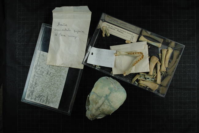 Cráneo, mandíbula inferior y otros restos óseos de una cría de pinnípedo clasificada con el número 15265 en las colecciones del Museo Nacional de Ciencias Naturales (CSIC) de Madrid (foto: M.A. Cedenilla / MNCNM).