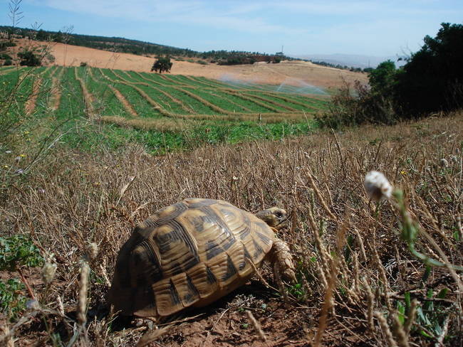 Tortuga mora muestreada en Argelia, cerca de Orán. En este país las tortugas moras habitan en paisajes agrícolas tradicionales que tienden a intensificarse (foto: Marcos Ferrández).