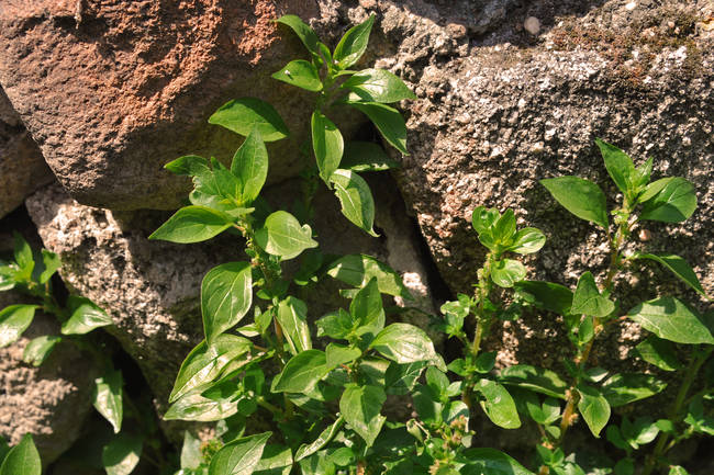 La parietaria o hierba ratonera (Parietaria judaica), a pesar de estar en flor durante la mayor parte del año, suele pasar desapercibida al abrigo de muros y edificios.