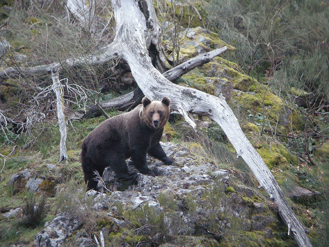 Macho adulto de la subpoblación occidental de oso cantábrico. Hasta siete ejemplares de este núcleo han sido detectados en la subpoblación oriental en el reciente estudio genético (foto: Fundación Oso Pardo).