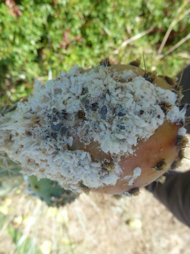 Hembras adultas de cochinilla fijadas sobre un fruto de chumbera, rodeadas de secreciones céreas y capullos donde tiene lugar la metamorfosis de los machos.