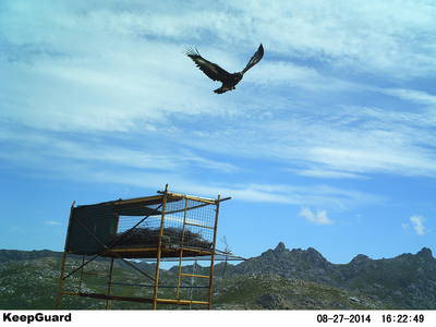 En esta imagen de foto-trampeo realizada el pasado 27 de agosto, una de las águilas reales liberadas en el Parque Natural Baixa Limia-Serra do Xurés (Ourense) sobrevuela el andamio con el hacking instalado en la zona de reintroducción (foto: Grefa).
