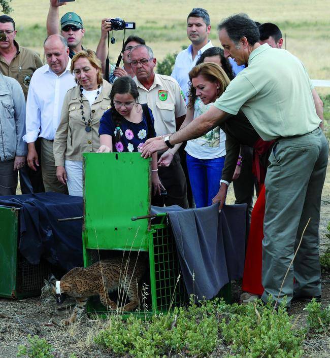 Un lince ibérico es liberado en el término municipal de Almuradiel (Ciudad Real) el pasado 2 de julio, en presencia de María Dolores de Cospedal, presidenta del Gobierno de Castilla-La Mancha, y María Luisa Soriano, consejera de Agricultura de esta comunidad autónoma (foto: Gobierno de Castilla-La Mancha).