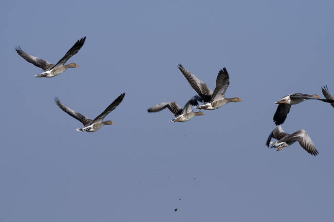 Grupo de ánsares comunes en vuelo.