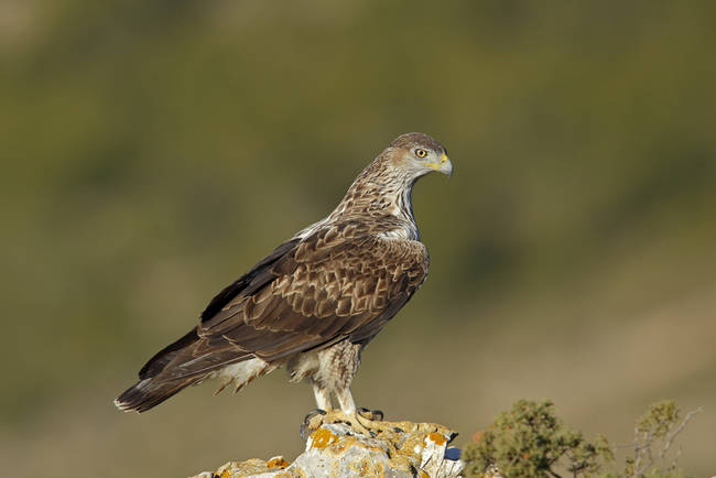 Águila perdicera posada en una atalaya (foto: José Julián Rico).