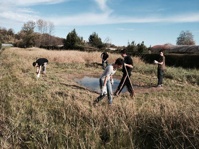 Voluntarios eliminan la planta invasora Spartina patens en el arenal de Azkorri (Vizcaya), en pleno hábitat de cría de sapo corredor (foto: Ion Garin y Aitor Laza).
