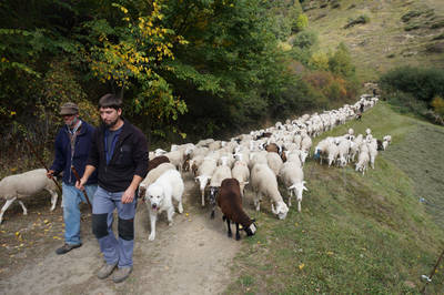 Dos pastores acompañan a uno de los rebaños agrupados y vigilados en el Parque Natural de l’Alt Pirineu (Lleida). Foto: Generalitat de Cataluña.