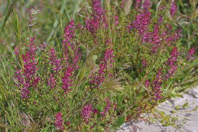 Es fácil encontrar grupos de palomillas (Fumaria officinalis) en cunetas, baldíos y otros suelos ricos en nitrógeno y con algo de humedad.