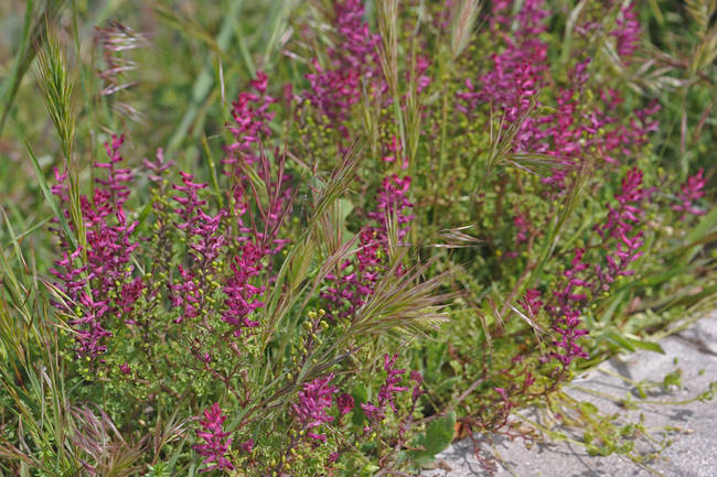 Es fácil encontrar grupos de palomillas (Fumaria officinalis) en cunetas, baldíos y otros suelos ricos en nitrógeno y con algo de humedad.