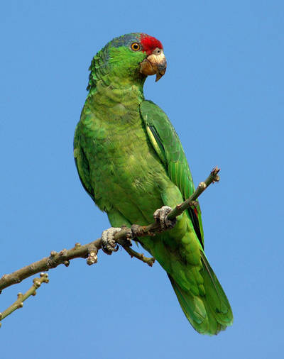 Ejemplar de amazona tamaulipeca (Amazona viridigenalis). Foto: Roger Moore.ontero).